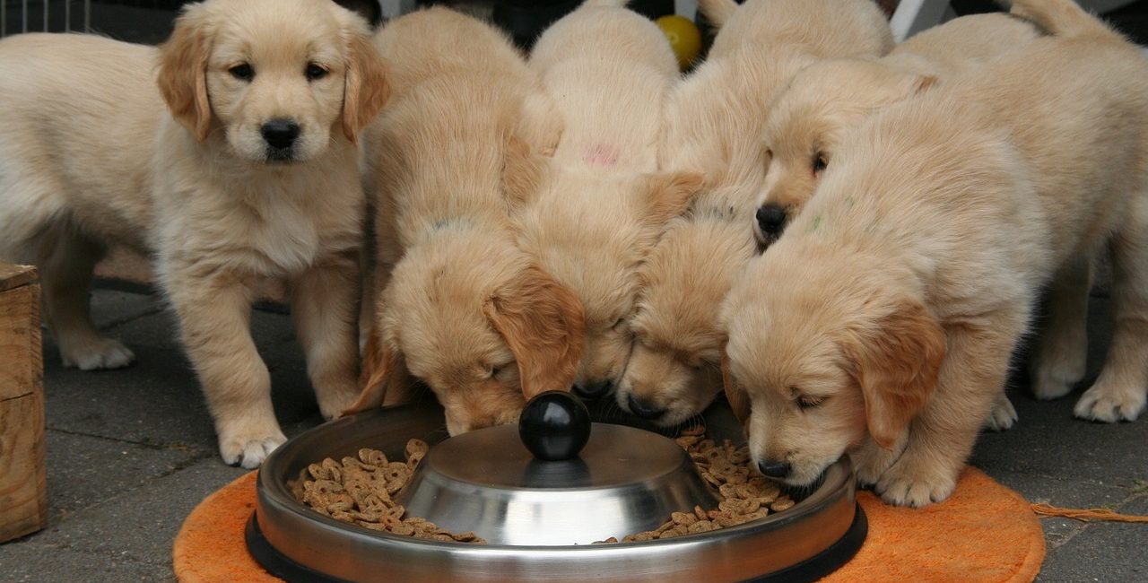 Canichef Puppy Brokken: De Start van een Gezond Leven